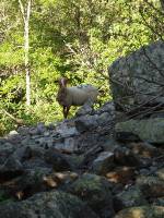 Youri - Ecrins 2005 025